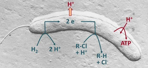 sm_respiration