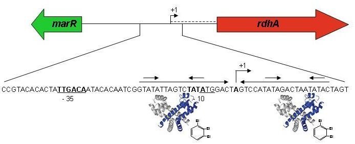 sp3_regulation