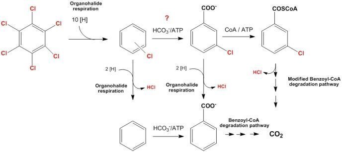 sp7_chloroaromatic