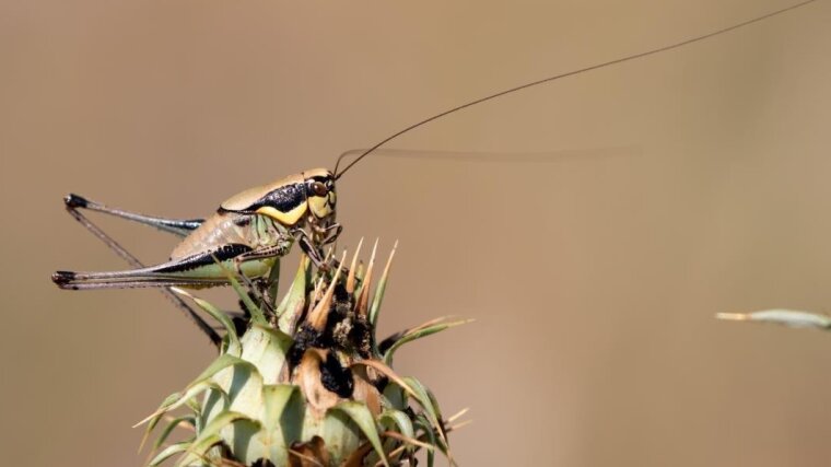 Smyrna Marbled Bush-Cricket (Eupholidoptera smyrnensis)