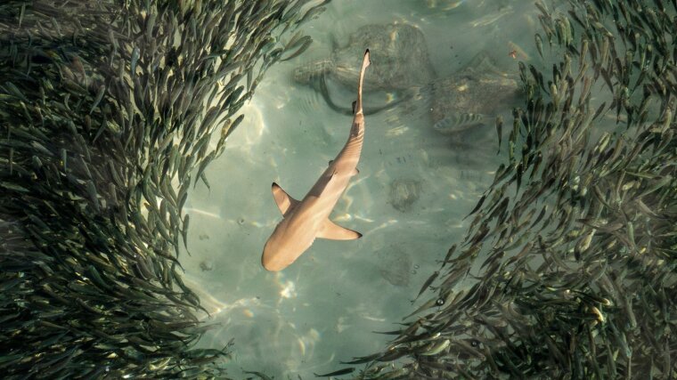 Dangerous food search: A swarm of fish meets a blacktip reef shark.