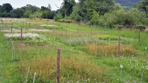 Experimental area of the 'Jena Experiment' at the Saale meadow.