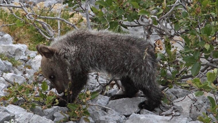 Im Sirente-Velino-Regionalpark lebt der stark gefährdete und daher geschützte europäische Braunbär.