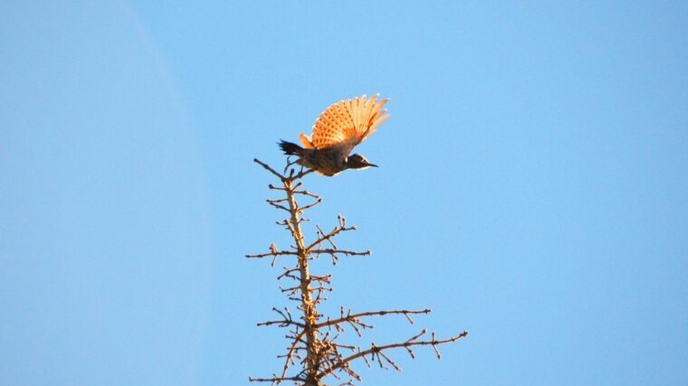 A northern flicker: Scientists are calling for a new start in efforts to safeguard biodiversity.