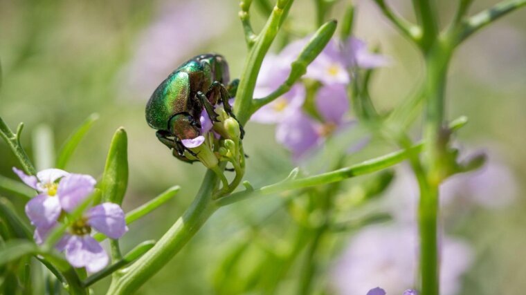 Insects, here a flower chafer, are monitored because they inform about the health of ecosystems.