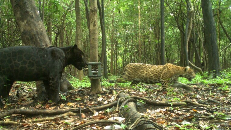 A rare record of two adult jaguars foraging together.