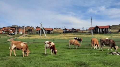 Kühe vor einem Dorf am Baikalsee.