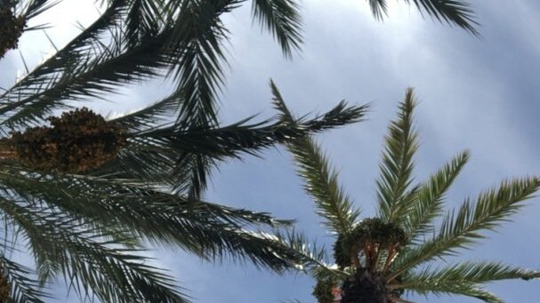 Palmen und Himmel
