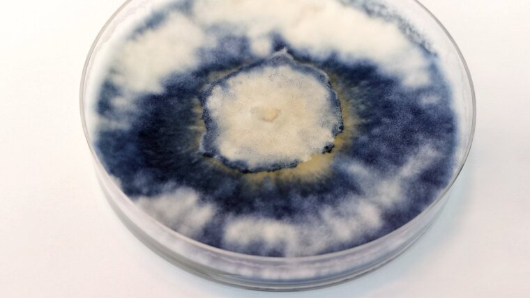 Belichtete Laborkultur des blauen Rindenpilzes, die die typische kobaltblaue Farbe zeigt.