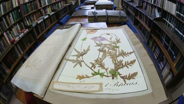 Ein historischer Herbarbogen in der Bibliothek des Herbarium Haussknecht.