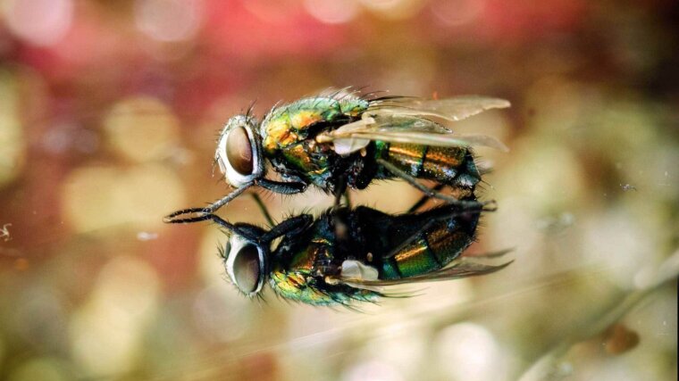 Flies also fulfil important ecosystem functions.