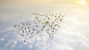 Vogelschwarm am Himmel in Pfeilformation