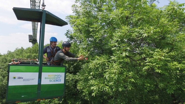Scientists of iDiv use the Leipzig Canopy Crane to investigate the hidden habitat in the treetops.