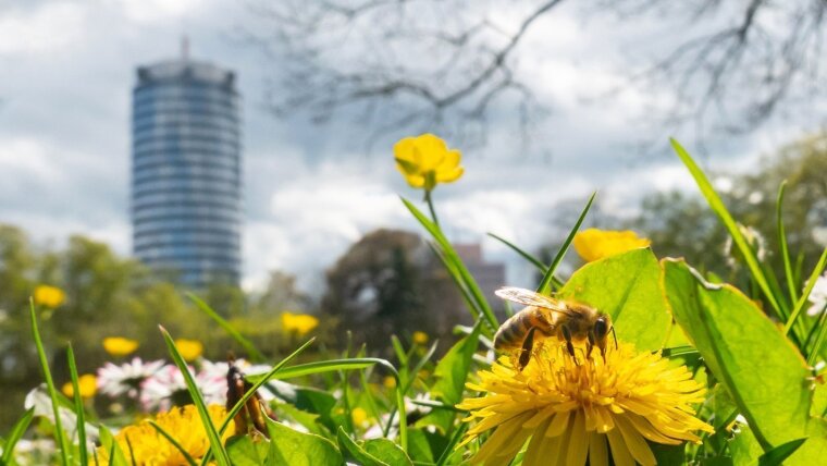 A bee searches for nectar on a dandelion flower in Griesbach's garden, with the Jentower in the background.