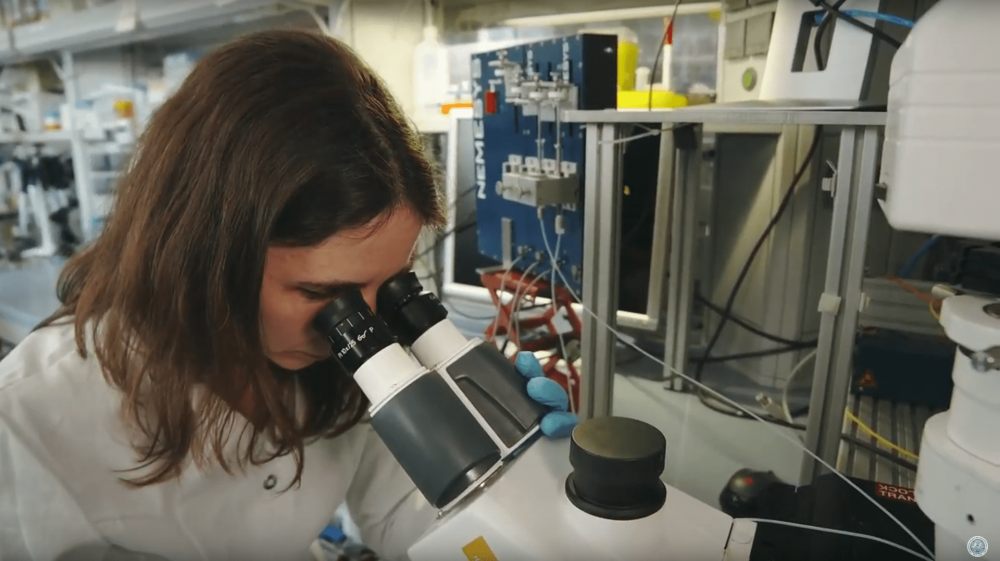 placeholder image — Miriam Agler-Rosenbaum uses the microscope to examine microorganisms.