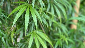 Cannabis ist eine traditionelle Heilpflanze.