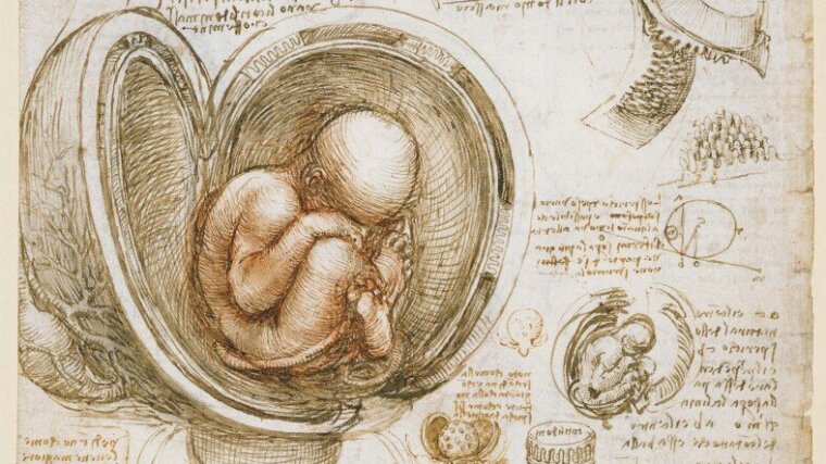 Studies of the foetus in the womb (detail) by Leonardo da Vinci, around 1511.