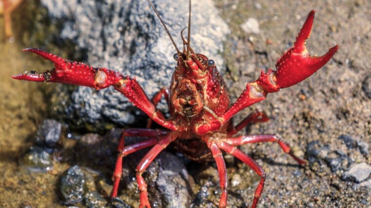 Der in Mexiko und den USA beheimatete Rote Amerikanische Sumpfkrebs (Procambarus clarkii).