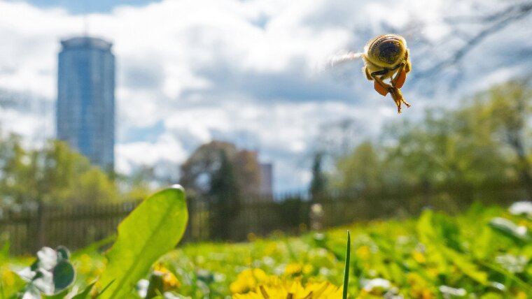 Eine Biene fliegt im Griesbachschen Garten über eine Wiese mit Löwenzahn, im Hintergrund ist der JenTower zu sehen.