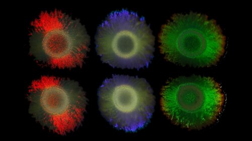 Die Farben des Meeresbakteriums Marinobacter alginolytica sind auf geordnete Bakterienzellen zurückzuführen, die einen photonischen Kristall bilden und Interferenzeffekte erzeugen.