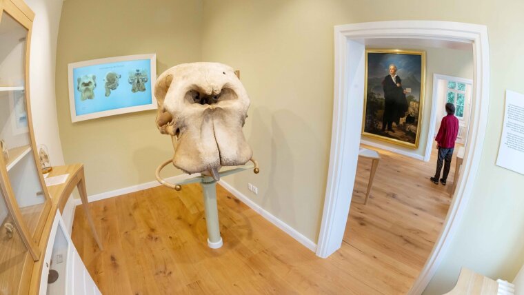 View of the Goethe Laboratory with the Goethe portrait and the skull of an African elephant.