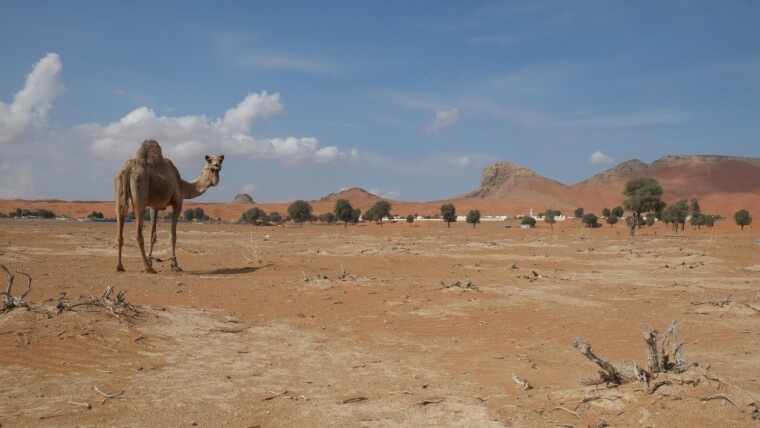 Oase von Mleiha (Vereinigte Arabische Emirate)