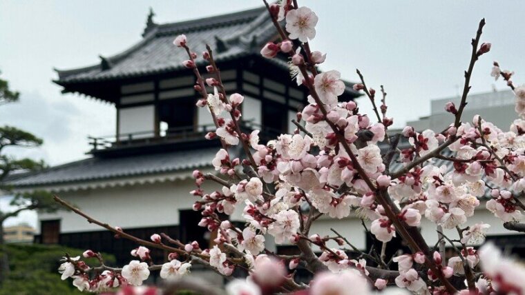 Erfahrungsbericht Kansai Gaidai University