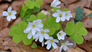 Der Wald-Sauerklee (Oxalis acetosella) „wandert” mit einer Geschwindigkeit von knapp 5 Kilometern pro Jahr nach Westen und etwa 0,1 Kilometern pro Jahr nach Norden.