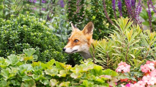 A fox in a garden.