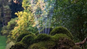 Moose sind nicht nur schön, wie der Moosbrunnen im Schlosspark Belvedere zeigt, sondern auch gute Bioindikatoren.