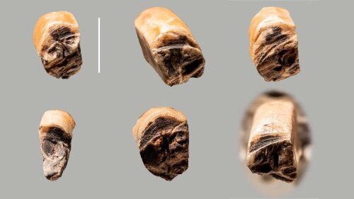 Geschnittene und gebrochene untere Schneidezähne vom Alpenmurmeltier (Marmota marmota) von der Teufelsbrücke; Maßstabsbalken = 5 mm.