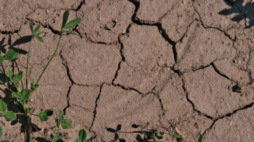 Cracks in soil (Hainich).