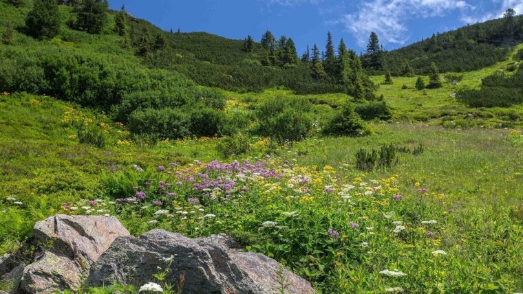 Eine Bergwiese in den Alpen. Auch hier beeinflussen Temperaturänderungen, dass die Arten-Zusammensetzung sich ändert.