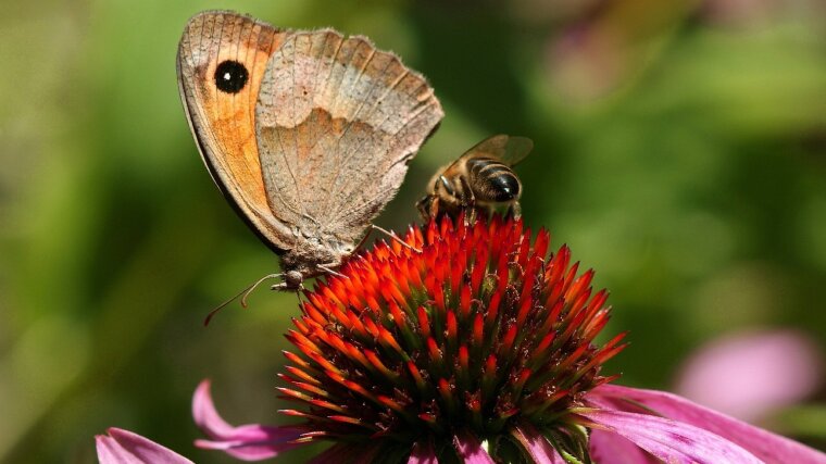 Insekten wie Bienen oder Falter sind Bestäuber.