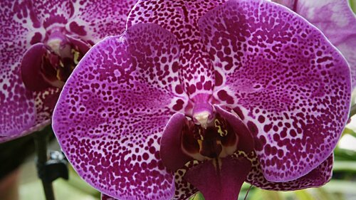 Blüten einer Hybrid-Orchidee
