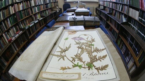 Herbarium Haussknecht