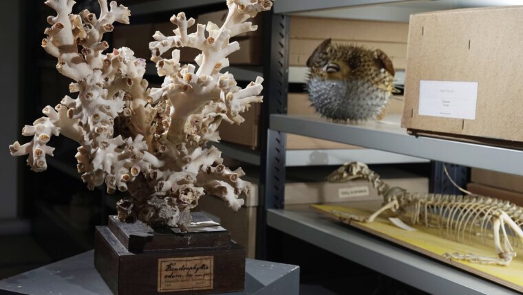 Diese Koralle brachte der Naturforscher Ernst Haeckel 1866 von Spanien nach Deutschland.